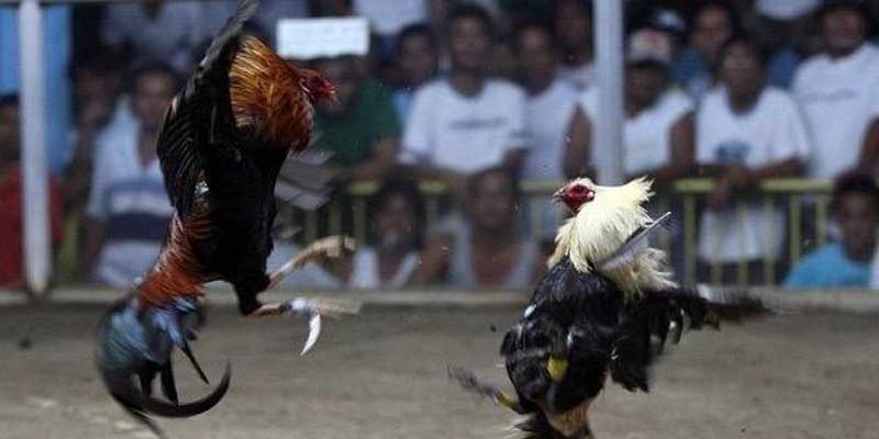 Các hình thức cược đá gà meron