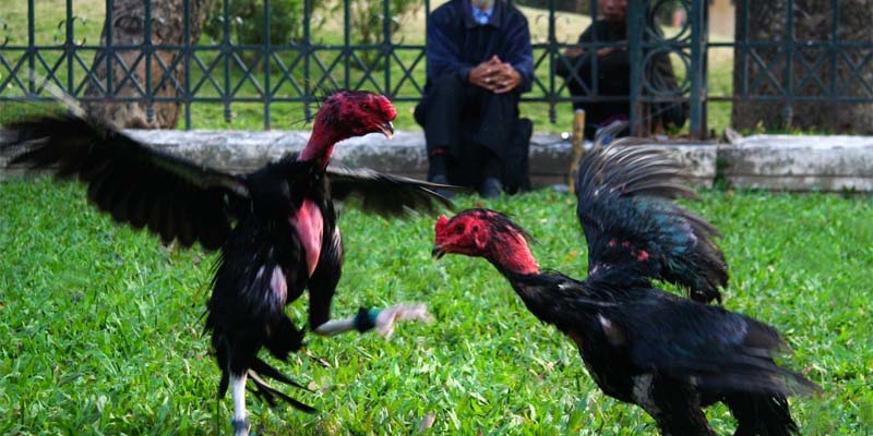 Cách cá cược trường đấu thomo