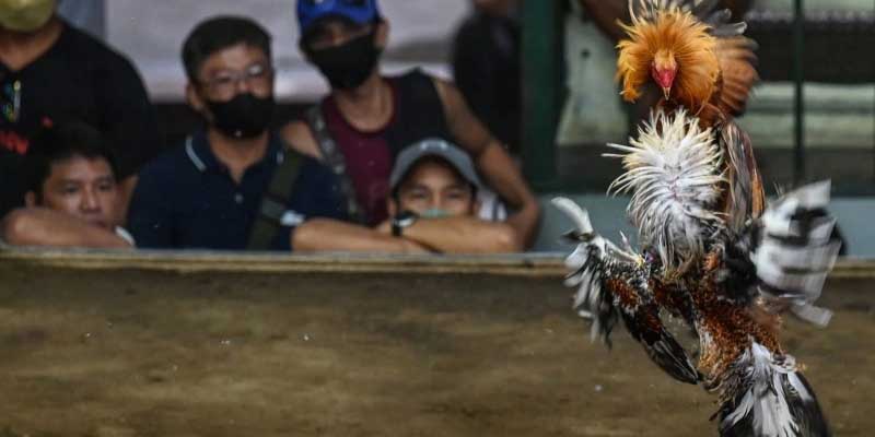 Các hình thức đá gà Tin88 phổ biến