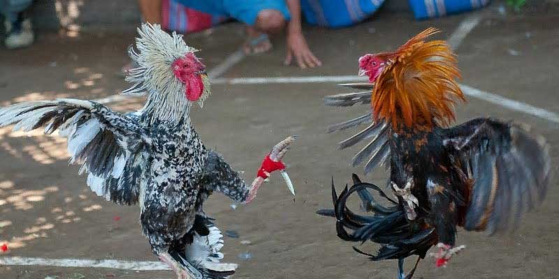 ý nghĩa đá gà Tin88