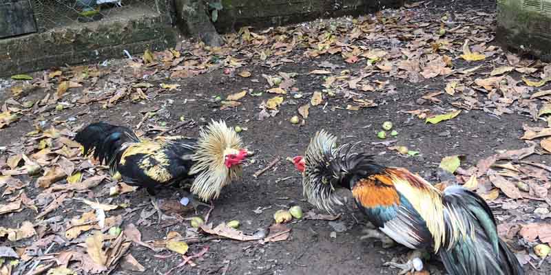 Một số kinh nghiệm khi đặt cược đá gà Tin88