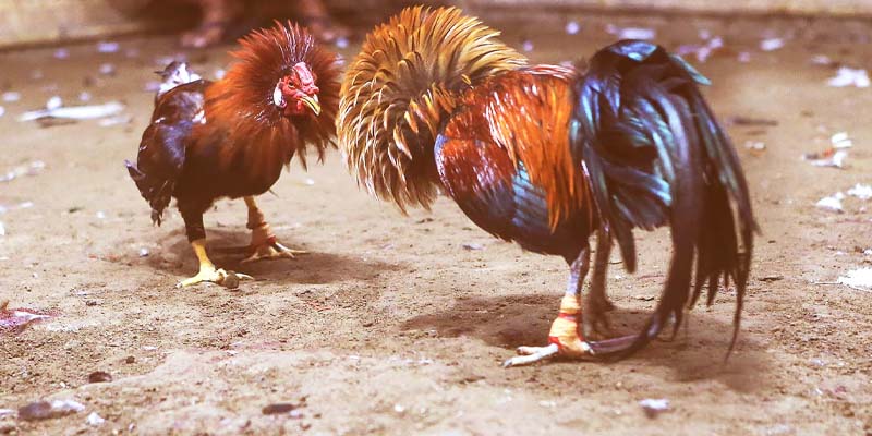 Yếu tố ảnh hưởng đến cược